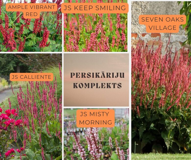 Persikāriju komplekts 5 stādi